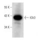iGb3 Antibody (D-2) - Western Blotting - Image 357316 