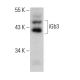 iGb3 Antibody (D-2) - Western Blotting - Image 386135