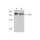 iGb3 Antibody (H-7) - Western Blotting - Image 346618 
