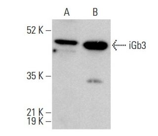 iGb3 Antibody (H-7) - Western Blotting - Image 375614 
