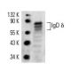 IgD Antibody (IgD26) - Western Blotting - Image 14648