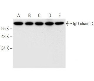 IgD chain C Antibody (C-5) - Western Blotting - Image 296018 