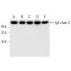 IgD chain C Antibody (C-5) - Western Blotting - Image 296018 