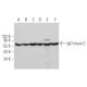 IgD chain C Antibody (C-5) - Western Blotting - Image 371320 