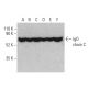 IgD chain C Antibody (C-5) - Western Blotting - Image 401211