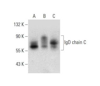 IgD chain C Antibody (E-11) - Western Blotting - Image 296284 