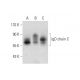 IgD chain C Antibody (E-11) - Western Blotting - Image 296284 