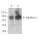 IgD chain C Antibody (E-11) - Western Blotting - Image 371313