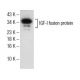 western blotting image from recommended IGF-I (W18) monoclonal antibody replacement. Image 151611