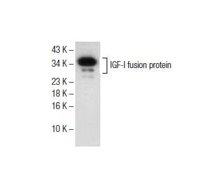 western blotting image from recommended IGF-I (W18) monoclonal antibody replacement. Image 151611
