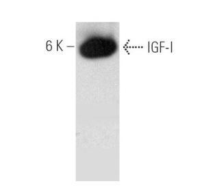 IGF-I Antibody (H-9) - Western Blotting - Image 390996SAM Transcription Activation: SAM system utilizing dCas9-VP64, MS2-P65-HSF1, and sgRNA for precise gene transcription activation. 