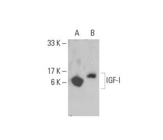 IGF-I Antibody (E-3) - Western Blotting - Image 391884The Double Nickase Plasmid features a U6 promoter for sgRNA expression, a 20 nt targeting sequence, and a gRNA scaffold to guide Cas9n. It includes a CBh promoter for Cas9n (D10A) and puromycin resistance, GFP for transfection verification, and nuclear localization signals (NLS). The 2A peptide allows co-expression of Cas9n and Puro from a single promoter, enabling precise genome editing with reduced off-target effects.