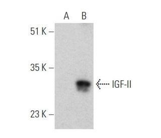 western blotting image from recommended IGF-II (H-11) monoclonal antibody replacement. Image 366628