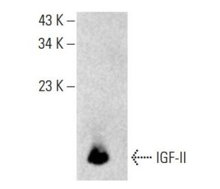 IGF-II Antibody (D-10) - Western Blotting - Image 396624SAM Transcription Activation: SAM system utilizing dCas9-VP64, MS2-P65-HSF1, and sgRNA for precise gene transcription activation.