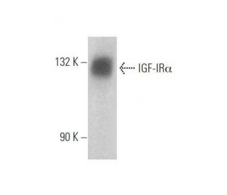 western blotting image from recommended IGF-1 Receptor &alpha;/IGF1R (G-5) monoclonal antibody replacement. Image 353358