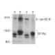 western blotting image from recommended IGF-1 Receptor β/IGF1R (F-1) monoclonal antibody replacement. Image 352078