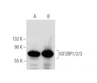 IGF2BP1/2/3 Antibody (A-2) - Western Blotting - Image 391742 