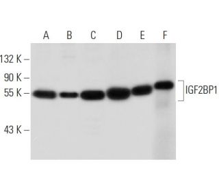 IMP-1/IGF2BP1 Antibody (D-9) - Western Blotting - Image 301135 
