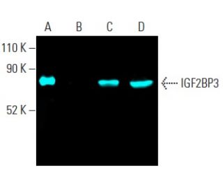 IGF2BP3 Antibody (D-7) - Western Blotting - Image 401255 