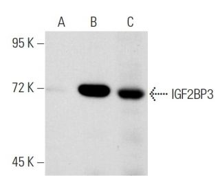 IGF2BP3 Antibody (DE-7) - Western Blotting - Image 52909 