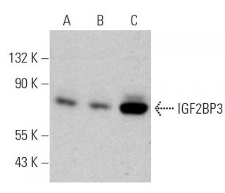 IGF2BP3 Antibody (G-9) - Western Blotting - Image 358432 