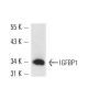western blotting image from recommended IGFBP1 (H-5) monoclonal antibody replacement. Image 13580