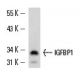 IGFBP1 Antibody (H-3) - Western Blotting - Image 13579 