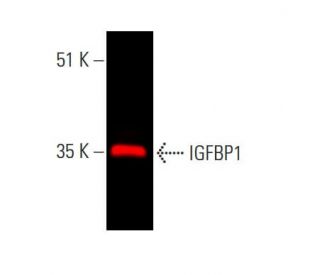 IGFBP1 Antibody (H-5) - Western Blotting - Image 385823