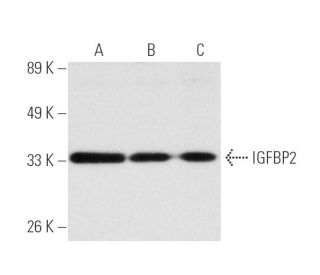 western blotting image from recommended IGFBP2 (C-10) monoclonal antibody replacement. Image 2517