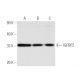 western blotting image from recommended IGFBP2 (C-10) monoclonal antibody replacement. Image 2517