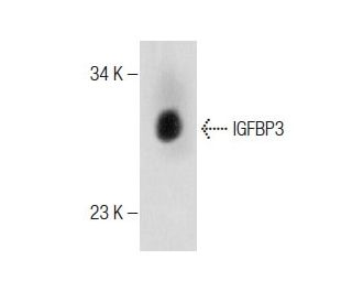 western blotting image from recommended IGFBP3 (E-9) monoclonal antibody replacement. Image 283568