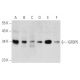 western blotting image from recommended IGFBP5 (D-6) monoclonal antibody replacement. Image 356542