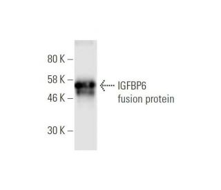 western blotting image from recommended IGFBP6 (1A8) monoclonal antibody replacement. Image 348524