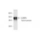 western blotting image from recommended IGFBP6 (1A8) monoclonal antibody replacement. Image 348524