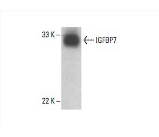IGFBP7 Antibody (H-3) - Western Blotting - Image 392976