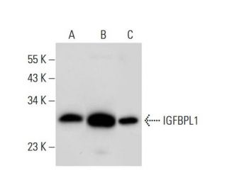 IGFBPL1 Antibody (C-5) - Western Blotting - Image 309717 