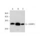 IGFBPL1 Antibody (C-5) - Western Blotting - Image 309717 
