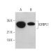 IGFBPL1 Antibody (C-5) - Western Blotting - Image 379832