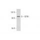 IGFN1 Antibody (S-2) - Western Blotting - Image 306405