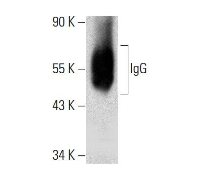 IgG Antibody (D-1) | SCBT - Santa Cruz Biotechnology