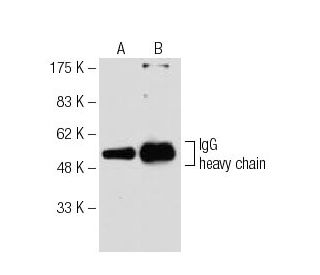 western blotting image from recommended IgG (D-1) monoclonal antibody replacement. Image 62802