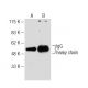western blotting image from recommended IgG (D-1) monoclonal antibody replacement. Image 62802