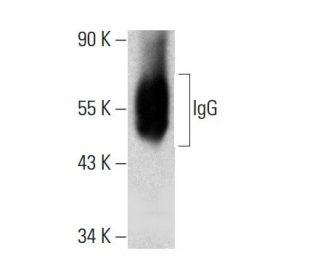 western blotting image from recommended IgG (D-1) monoclonal antibody replacement. Image 385698