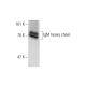 IgM Antibody (M11) - Western Blotting - Image 139197 