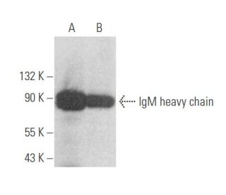 IgM Antibody (R1/69) - Western Blotting - Image 356067 