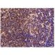 IGSF6 Antibody (H-5) - Immunohistochemistry - Image 287276