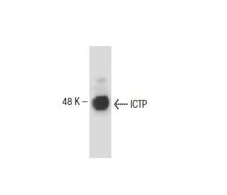 IGTP Antibody (7) - Western Blotting - Image 138217 