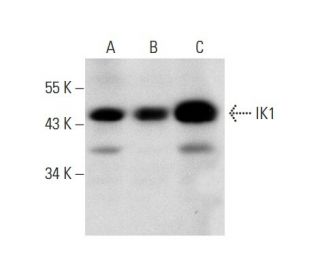western blotting image from recommended IK1 (D-5) monoclonal antibody replacement. Image 139070