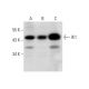 western blotting image from recommended IK1 (D-5) monoclonal antibody replacement. Image 139070