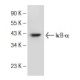 NFKBIA/IkB alpha Antibody (B-3) - Western Blotting - Image 146892 